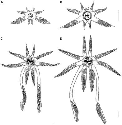 The Tentacular Strike Behavior in Squid: Functional Interdependency of Morphology and Predatory Behaviors During Ontogeny